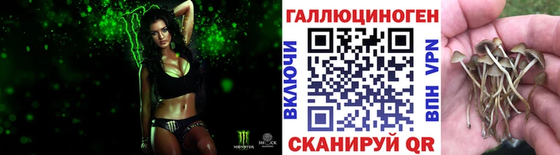 Купить где  Сокол  Псилоцибиновые грибы MAGIC MUSHROOMS 